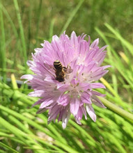 Load image into Gallery viewer, Native Bee Bottle