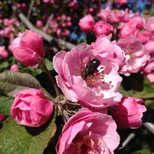 Load image into Gallery viewer, Native Bee Bottle