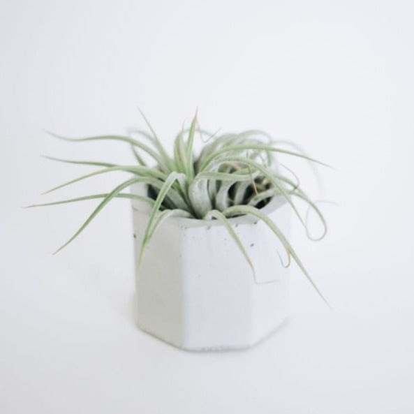 concrete air plant holder Small Concrete Air Plant Holder