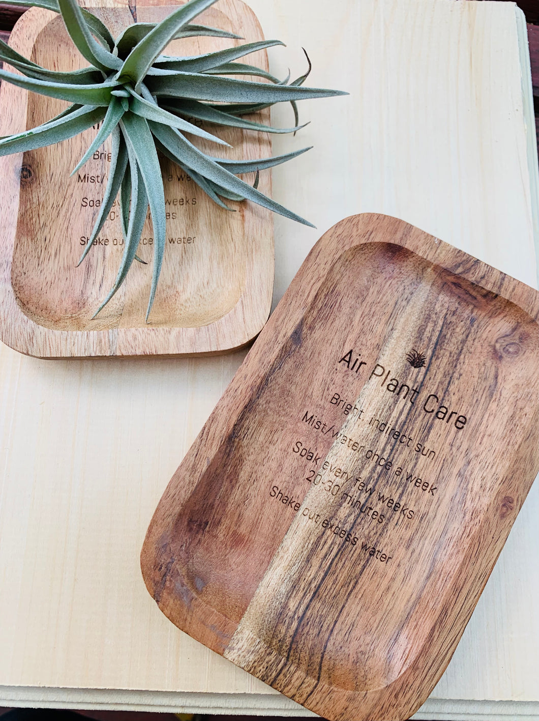 Air plant wood tray