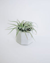 Load image into Gallery viewer, Small Concrete Air Plant Holder
